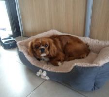 Nala 16.mai 2021 "dis tu lui a bien expliqué a Orégan je viens juste pour des vacances  pas pour faire des bébés........".