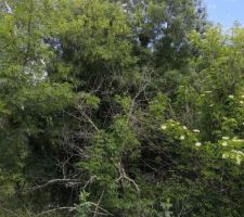 Entr&eacute;e du terrain, sans nettoyage, l'arri&egrave;re est compl&egrave;tement en friche.