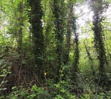 Une partie &agrave; l'arri&egrave;re du terrain, en friche.