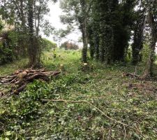 D&eacute;frichage en cours, quelques arbres enlev&eacute;s, les c&ocirc;t&eacute;s sont nettoy&eacute;s pour le passage du g&eacute;om&egrave;tre et bornage du terrain.