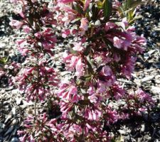 31 mai 2021...les fleurs du moment