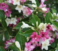 Weigelia