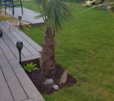 Palmier déplacé au pied de la terrasse