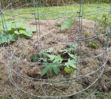 Patate douce... en cage