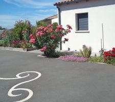 Le rosier ramené de BRETAGNE s'est étoffé et est couvert de fleurs.j'ai semé des oeillets de poetes et dame nature m'a ramené des pavots la couleur des fleurs est pur hasard et tout est en dégradé de rose à rouge