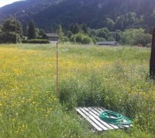 Il y a déjà une différence entre la végétation sur mon terrain (à droite du piquet) et dans la prairie régulièrement fauchée (beaucoup de boutons d'or cette année, et beaucoup de 'silène fleur de coucou' aussi).