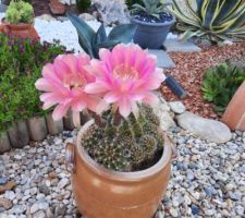 Cactus en fleurs