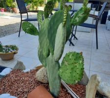 Parterre de cactus et plantes grasses.