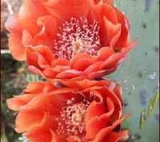 Cactus en fleurs