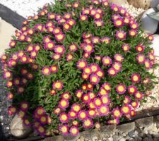 Plantes grasses du jardin