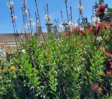 Les beaux jours sont enfin là avec explosion de fleurs