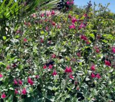 Les beaux jours sont enfin là avec explosion de fleurs