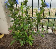 Plumbago planté pour cacher la vue... un jour peut-être