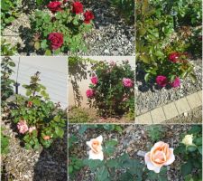 1ere floraison des rosiers plantes en novembre