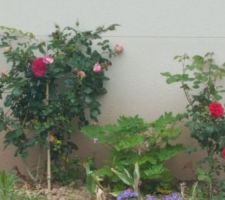 Rosiers grimpants plantés en novembre sur le mur du garage belle vue depuis la cuisjne