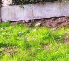 Fissure mur