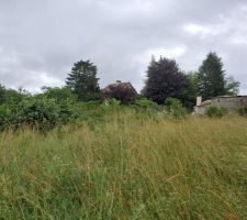 Vue depuis le milieu du terrain vers le nord est.