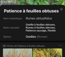 Mauvaise herbes