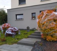 Erable Sango kaku décoré pour Halloween