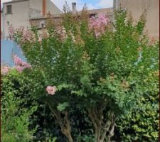 Mois de juillet 2021, le temps digne d'un mois de novembre profite au jardin.