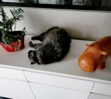 Petit hippopotame en déco ou est ce le chat qui décore ?