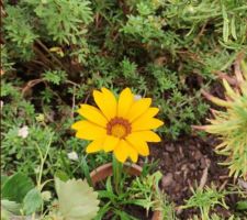 Gazania