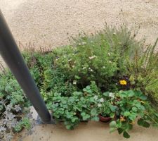 Un parterre : lavande papillon, romarin, potentille rose, sauge, véronique cachée par la sauge...