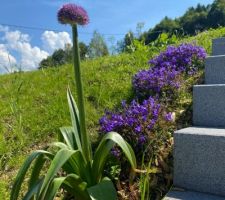 Les allium pointent le bout de leur nez au milieu des campanules muralis