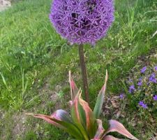 Allium XL