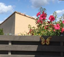 Enfin le beau temps est là et l'hibiscus des marais apprécie