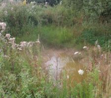 La mare vue du "jardin", il y a encore de l'eau !