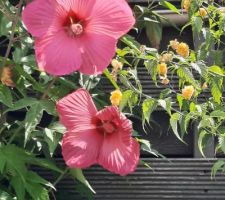 Hibiscus des marais avec des fleurs de 25cm de diamètre