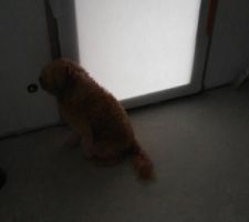 Le chien a appris où est la porte d'entrée!