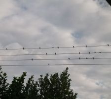 Chez certains, c'est la voisine qui surveille ce qui se passe chez le voisin, nous ce ce sont les oiseaux qui nous surveillent.