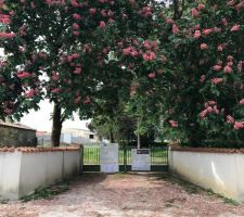 D&eacute;couverte du terrain : les magnifiques marronniers de l'entr&eacute;e... qui ont h&eacute;las &eacute;t&eacute; coup&eacute;s.