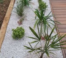 Les palmiers sont plantés !