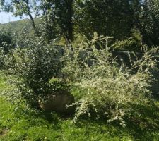 Mon saule crevette et le prunellier (qui faisait 3cm il y a un peu plus d'un an !)