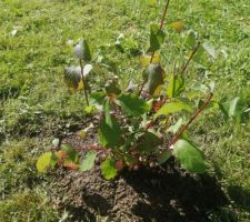 Cornus Siberia pearls