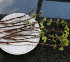 Après plusieurs semaines dans un bocal d'eau, des points blancs apparaissent (bouturage weigélia)