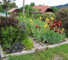 2ème table : ancolies, phlox pas encore fleuris, hortensia pourpre cachant rhubarbe, ciboule, livèche et ciboulail. La livèche (âche des montagnes) a péri ce printemps (hiver trop mouillé).