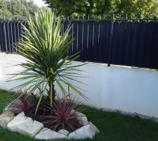 Plantation début du printemps d une cordyline qui a l air de ce plaire