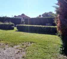 Photo du terrain convoit&eacute; et quasi achet&eacute; . Il va falloir arracher la haie car l'air de rien elle prend 200m2 au sol .