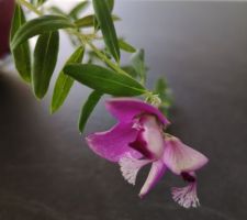 Polygala Myrtifolia