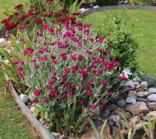 Coquelourde : des fleurs roses et rouges, et surtout un joli feuillage gris