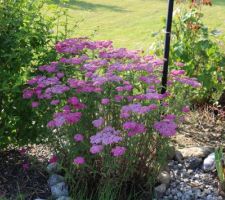 Achillée Apfelblüte, d'abord rose, puis tourne au mauve pâle (avant de finir beige, beurk !)