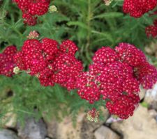 Hum... presqu'une couleur de framboises (pas tout à fait mûres, mais déjà miam-miam !)