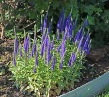 Les fins épis bleus d'une petite Véronique, une copine de la Marguerite, puisqu'elles papotent ensemble en juin