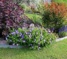 Un géranium vivace Rozanne. Ne drageonne pas, donc pas envahissant, fait partie des vivaces à la plus longue floraison