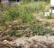 Les mauvaises herbes autour de la maison