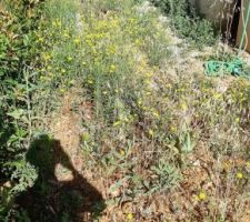 Les mauvaises herbes autour de la maison